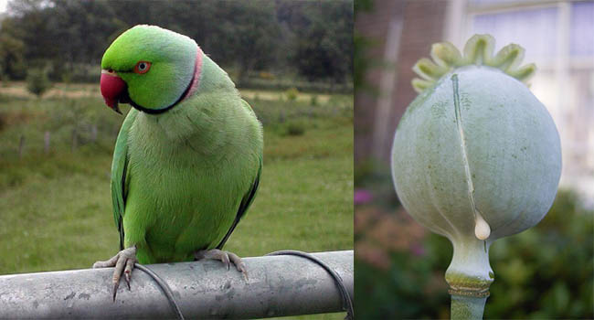 Ấn Độ Vẹt  nghiện ngập phá tan cánh đồng thuốc phiện khiến nông dân kêu trời