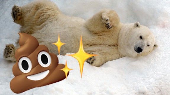 Gấu trắng Bắc Cực khắp Bắc Mỹ đang cho ra những cục phân... phát sáng và đây là lý do