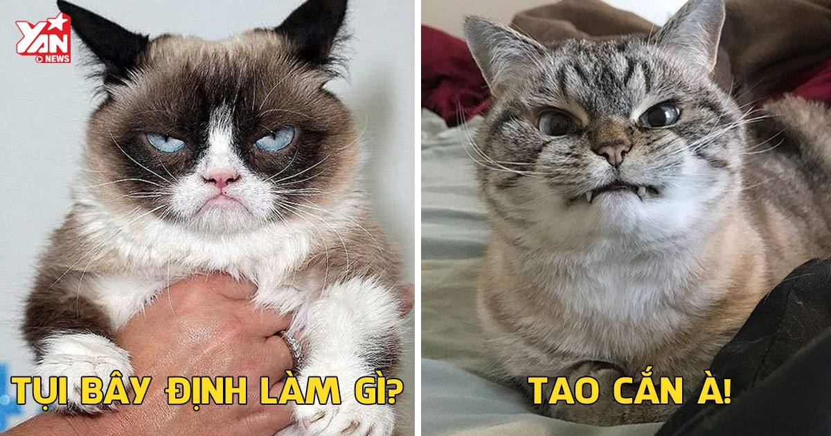 Hội "phục tùng Hoàng Thượng" chú ý: Chớ tự tiện cắt râu của Ngài, nếu không sẽ phải hối hận!