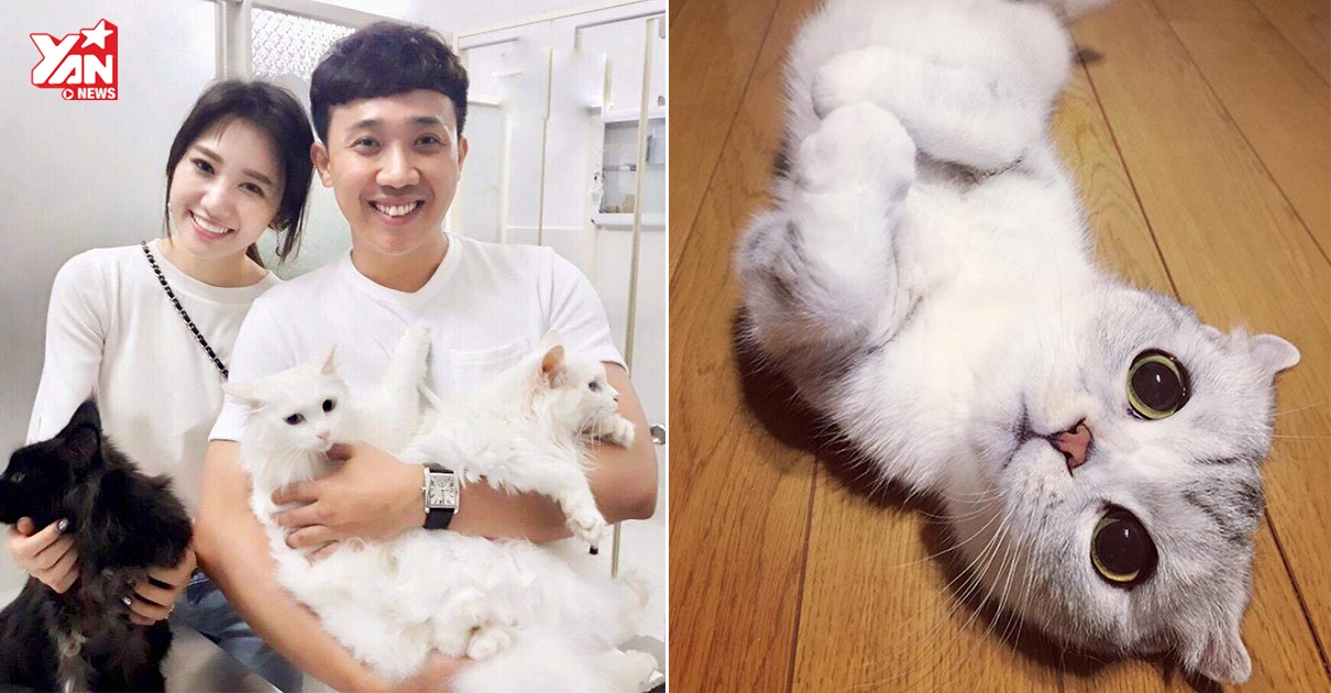 Top 5 giống “hoàng thượng” ngoại nhập khiến bao con Sen mê mẩn