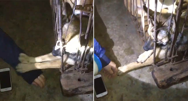 Nghẹn đắng chú chó trong lồng sắt đưa tay cầu cứu cô gái khi cận kề giây phút bị làm thịt