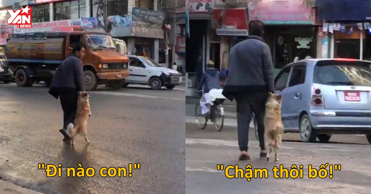 Góc tiến hóa: Khuyển nhi ngoan ngoãn nắm tay để chủ dắt qua đường bằng hai chân