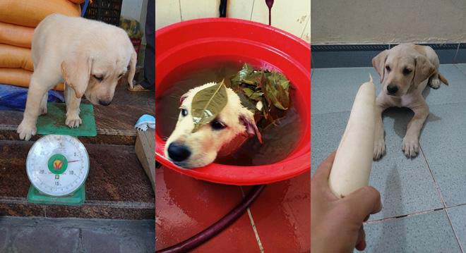 Idol MXH có quản lý riêng lại còn học giỏi đủ chất chó nhà người ta