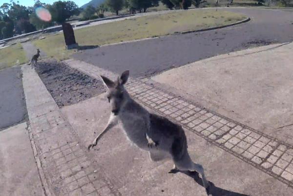 Kangaroo ‘cục súc’ xông đến đấm vào mặt phi công dù lượn vừa đáp xuống đất