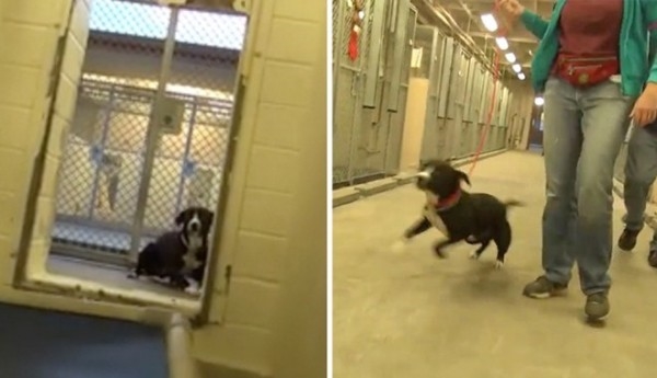 Tìm được chủ mới chú chó không thể kiềm chế nhảy tăng động hết sức khi được gặp