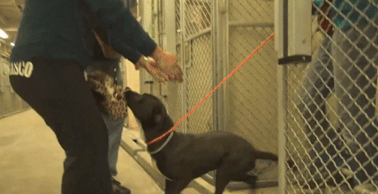 Tìm được chủ mới chú chó không thể kiềm chế nhảy tăng động hết sức khi được gặp 3