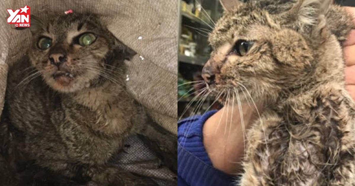 Bạo hành mèo rồi ra giá bán cho người muốn cứu 50 nghìn: đừng nói trẻ con không biết gì!