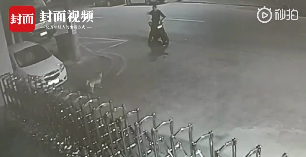 Thấy chó hoang sủa nhức tai, thanh niên say rượu quay ra cãi nhau luôn với nó suốt nửa tiếng