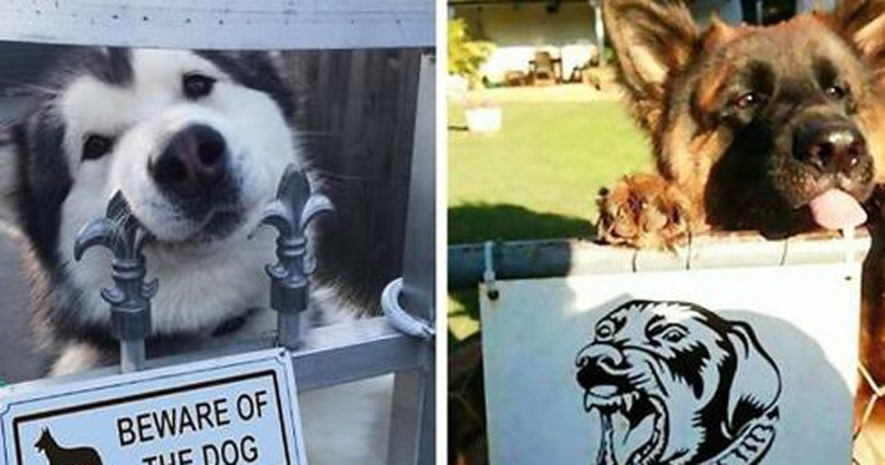 Chùm ảnh về những con boss ngáo ngơ phủi bỏ mọi ý nghĩa của tấm bảng 'coi chừng chó dữ'