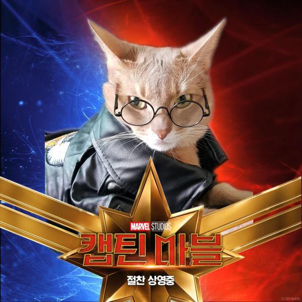 Sau Captain Marvel thì mèo Goose đang trở thành hiện tượng của cộng đồng mạng