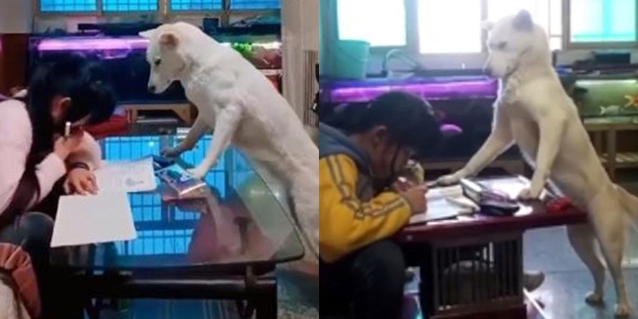 Sen 'bất hạnh': Boss nghe lời bố răm rắp, nghiêm khắc canh chừng 'sen' làm bài tập về nhà