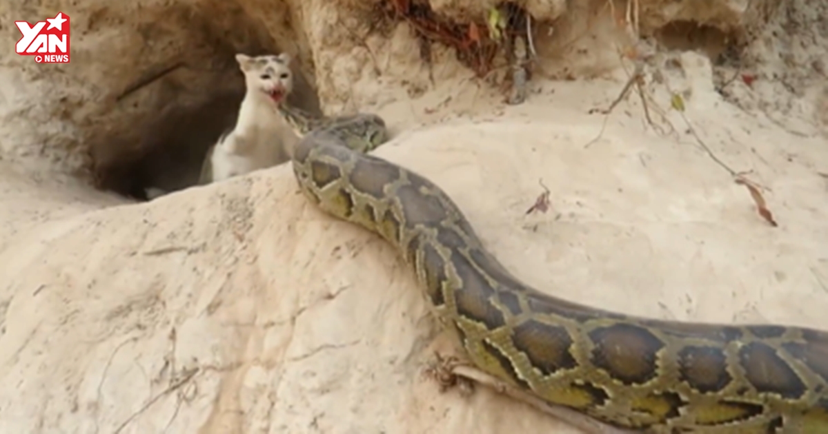 Trăn khổng lồ mò vào tận ổ, mèo mẹ đánh trả quyết liệt để bảo vệ đàn con mới sinh