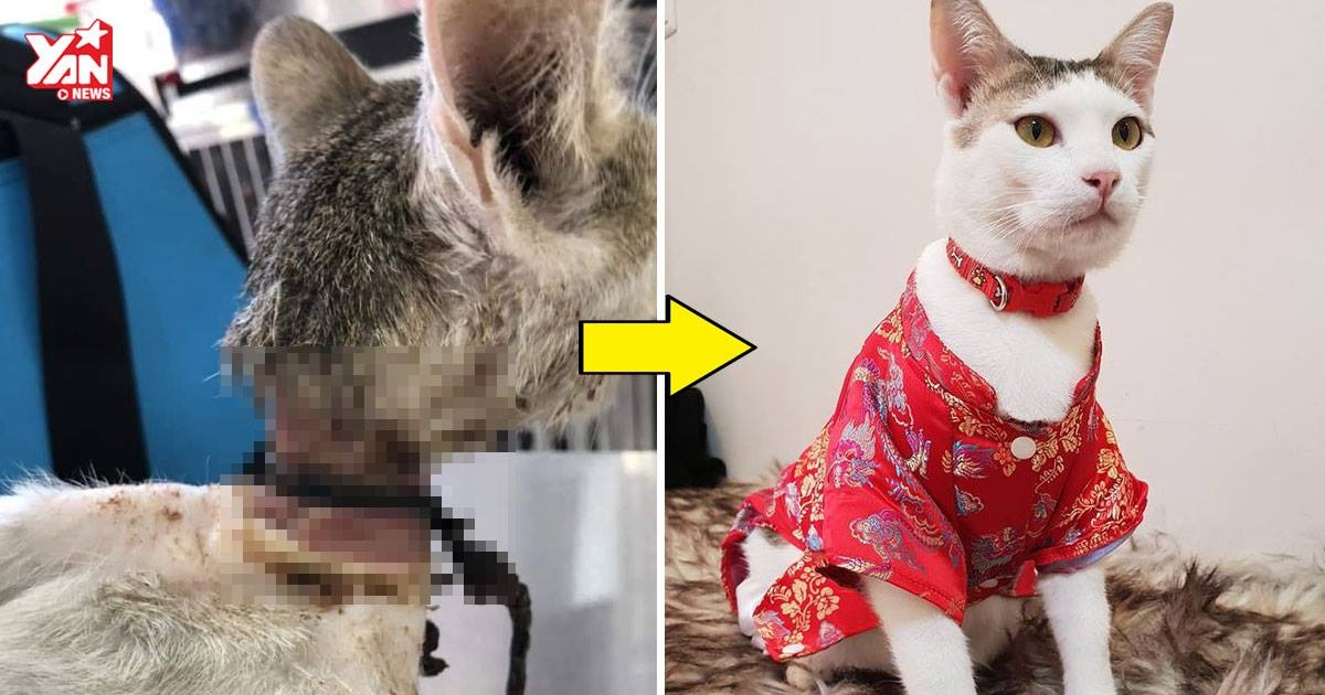 Màn "hồi sinh" đầy kỳ diệu của chú mèo đáng thương từng bị bạo hành, thoi thóp giành sự sống