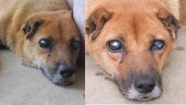 Câu chuyện cảm động về chú chó mù 5 năm canh mộ chủ ở Việt Nam