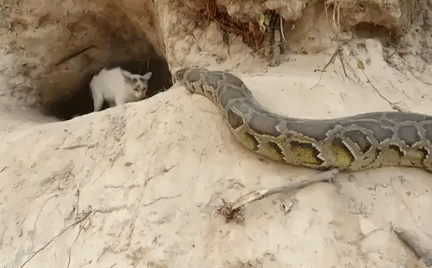 
MÃ¨o máº¹ ÄÃ¡nh tráº£ quyáº¿t liá»t Äá» báº£o vá» ÄÃ n con thÆ¡. 