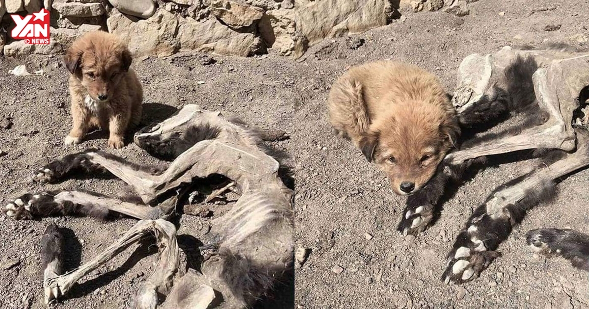 Nhói lòng cảnh chú chó nhỏ buồn bã nằm cạnh bộ xác khô của mẹ: "Mẹ ơi đừng ngủ nữa"