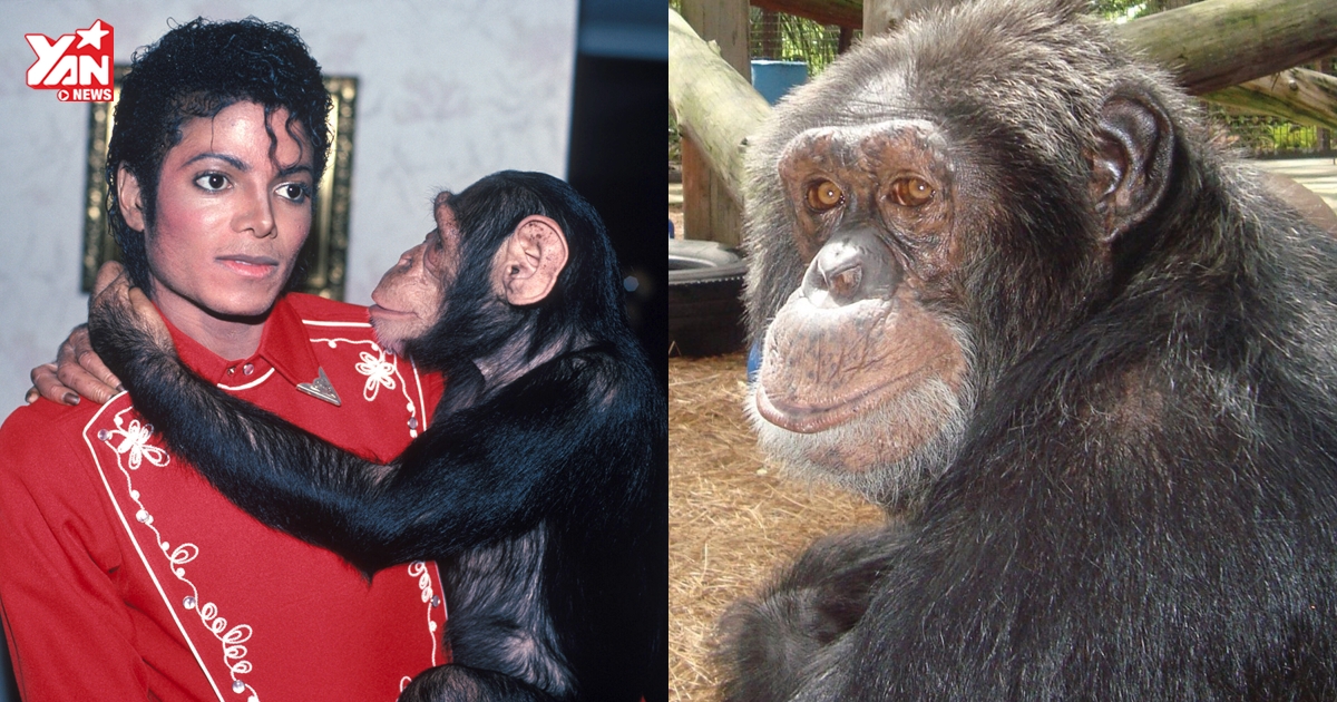 Sống trong nhung lụa, chú khỉ cưng của Michael Jackson giờ bị vứt bỏ, không một ai bố thí