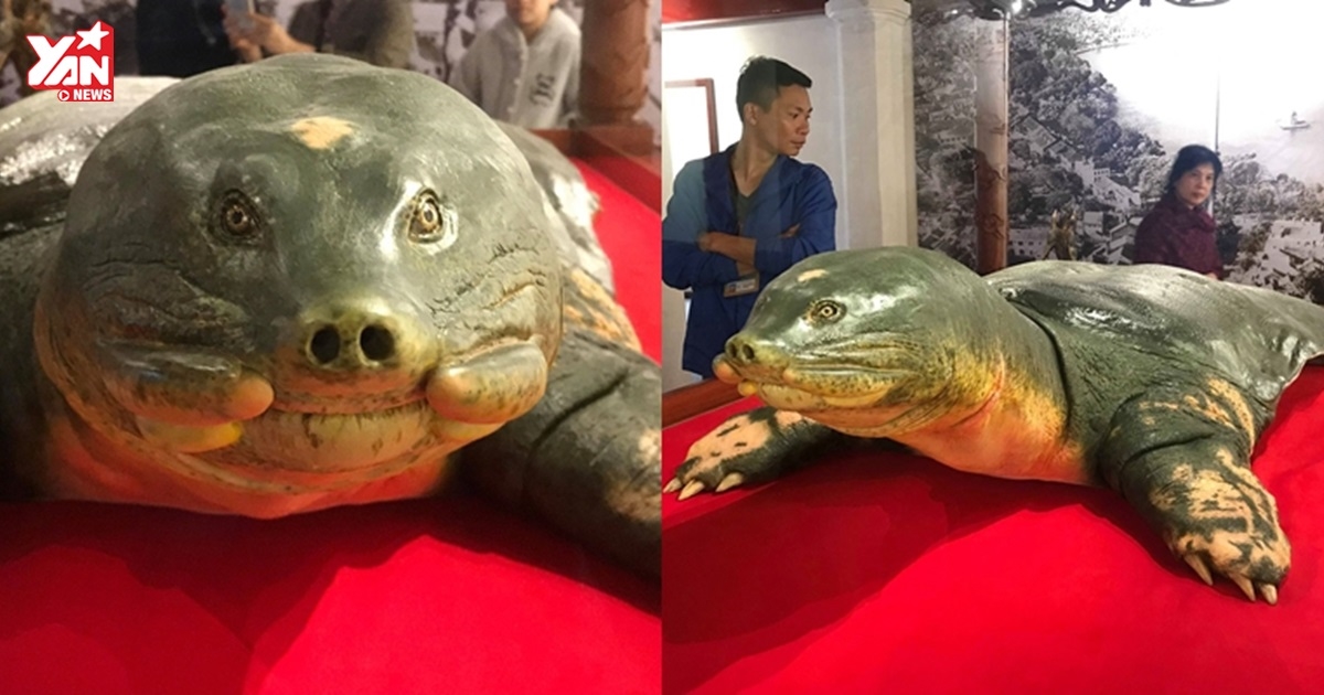 Kể từ nay người dân đã có thể tận mắt chiêm ngưỡng "Cụ rùa" trăm tuổi tại đền Ngọc Sơn