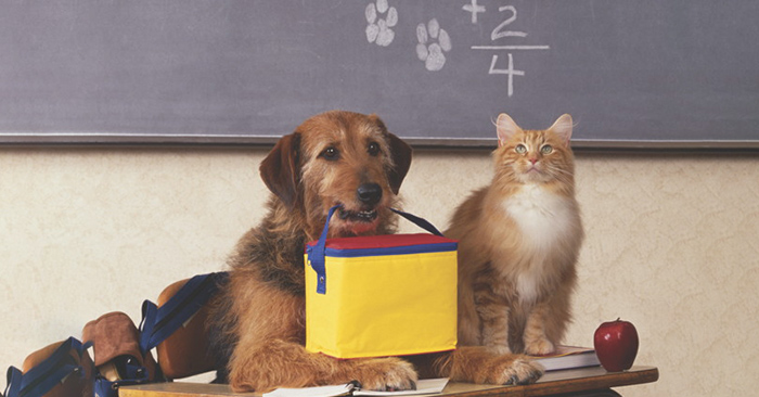 Chó liệu có thông minh hơn mèo ? - Bạn đọc có biết được hay không ?