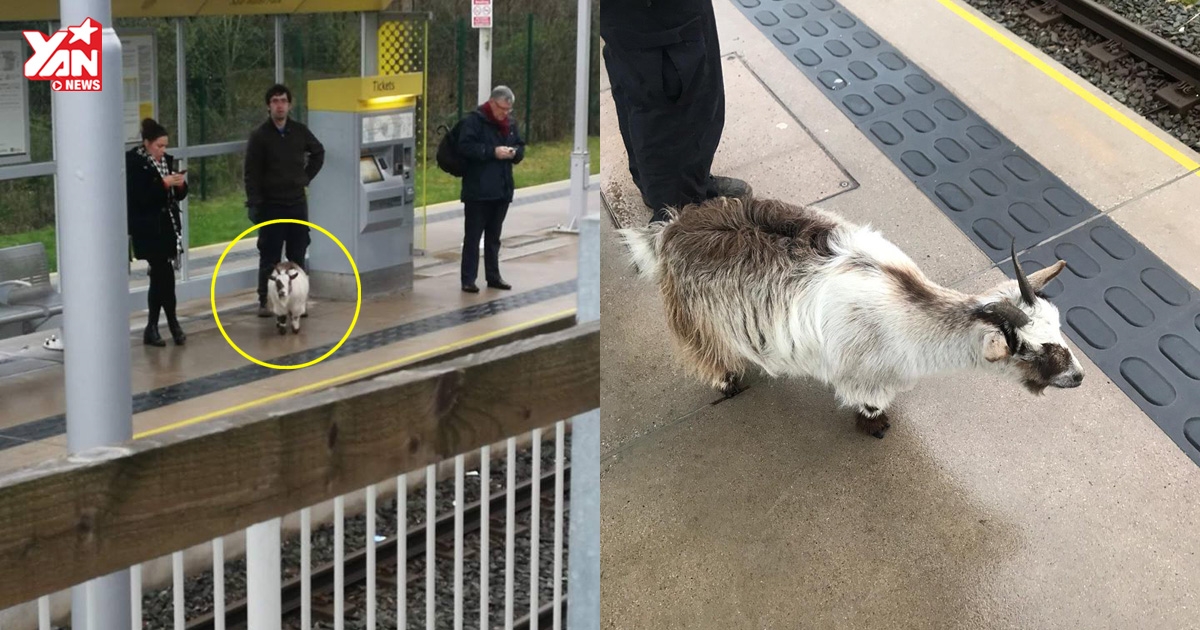 Bỏ nhà đi vì buồn chán, nàng dê bắt hẳn tàu điện ngầm để du lịch đến một nơi xa