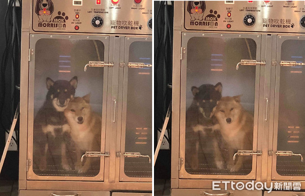 Cộng đồng mạng phát cuồng vì hai chị em shiba thể hiện tình cảm ngay trong lồng sấy