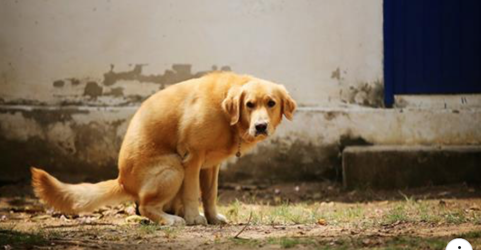 Lý giải bí ẩn trong hội sen: Tại sao các boss chó luôn xoay lòng vòng trước khi đi cầu?