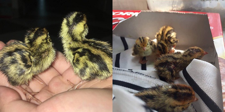 MUA TRỨNG LỘN VỀ ĂN, NỮ SINH BẤT NGỜ TRỞ THÀNH ‘SEN’ CỦA 1 ĐÀN ‘BOSS’ SIÊU QUẬY