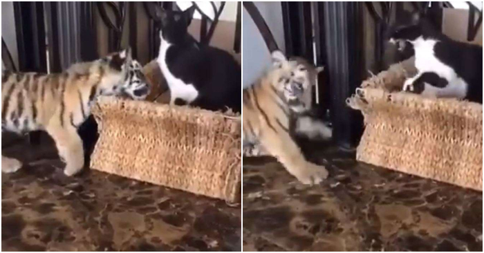Hổ con bị mèo đanh đá đánh đuổi liền chạy đến bên cô chủ làm nũng