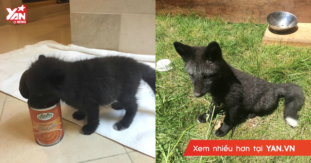 Cặp đôi nhận nuôi một chú chó con, lớn lên mới biết nó là một loài động vật nguy hiểm