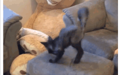 
Tuy nhiên có lẽ cô nàng cứng đầu này còn lâu mới chịu nghe lời.