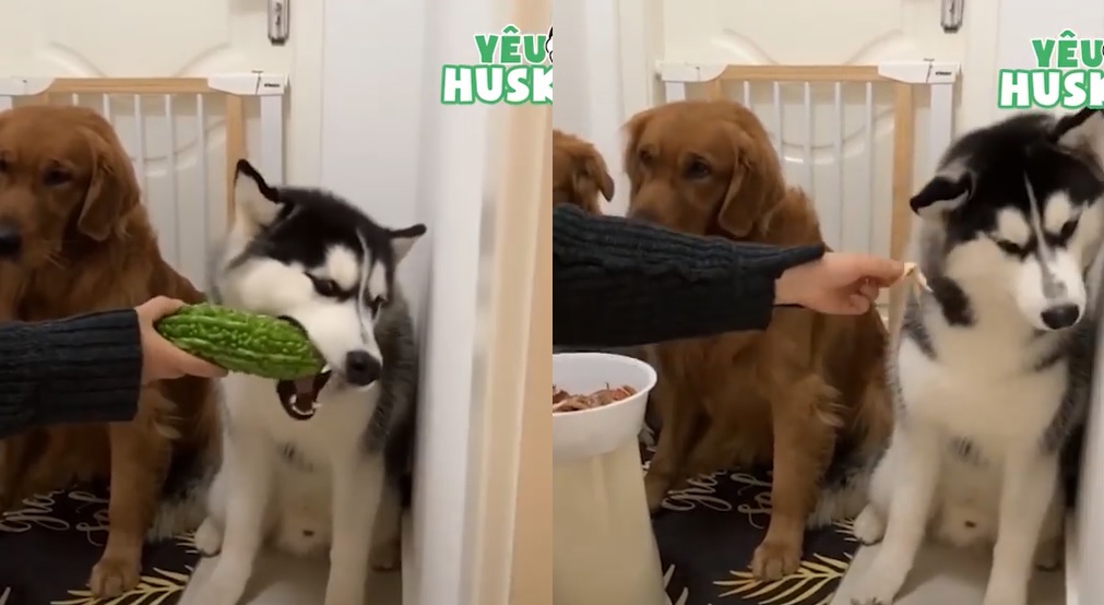 Chú chó khước từ mọi "sơn hào hải vị", dùng cả thanh xuân để ăn... mướp đắng