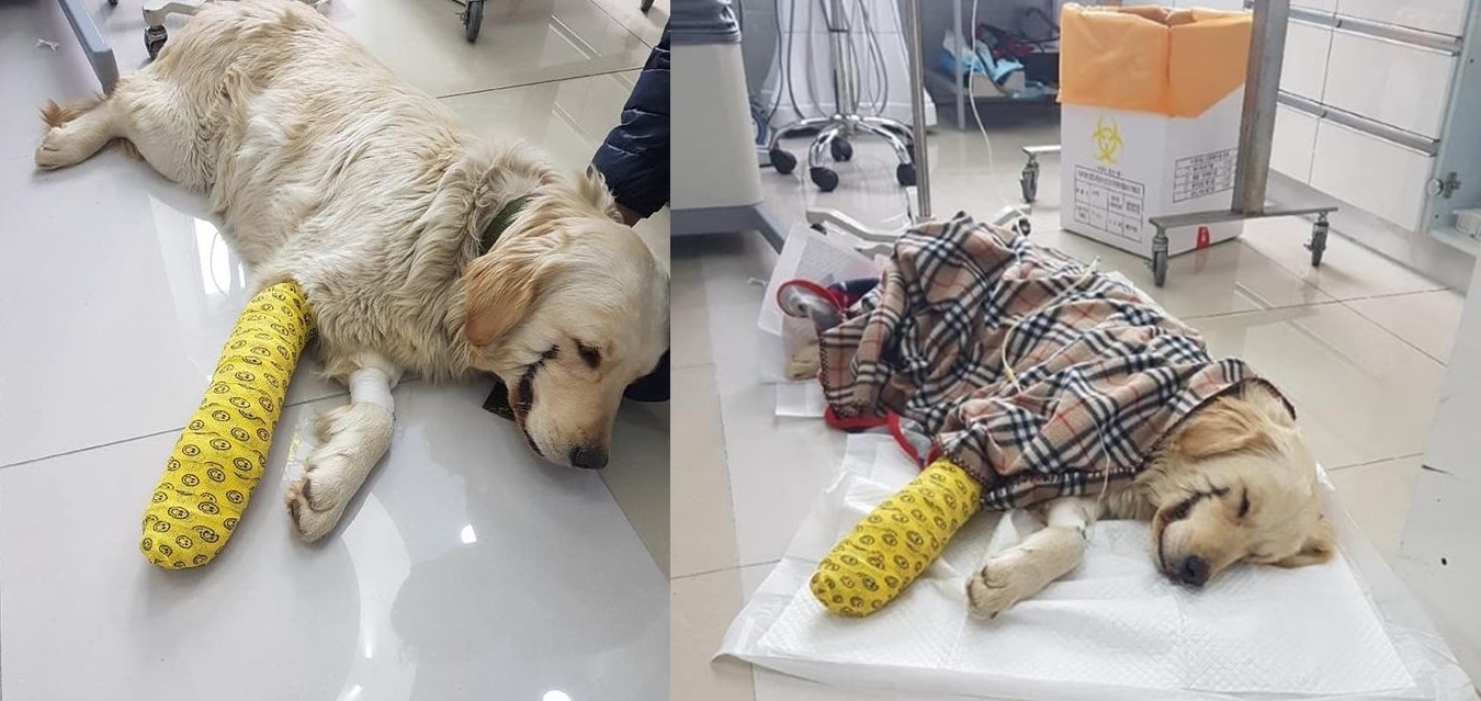 Cô chó bị đánh gãy chân và rạch mõm như Joker khiến CĐM phẫn nộ