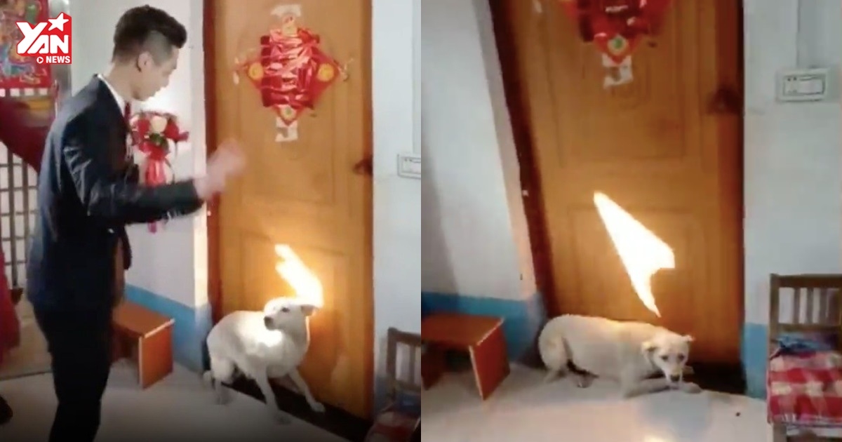 Quá đáng yêu: Chú chó nằm lì trước cửa phòng không cho chú rể rước cô chủ trong ngày cưới