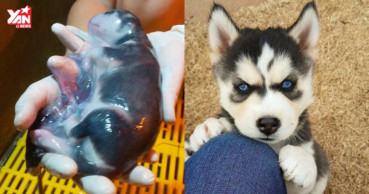 Khoảnh khắc "boss" đẻ bọc điều hiếm thấy gây "sốt" MXH: Tố chất ngáo đã có từ trong bọc