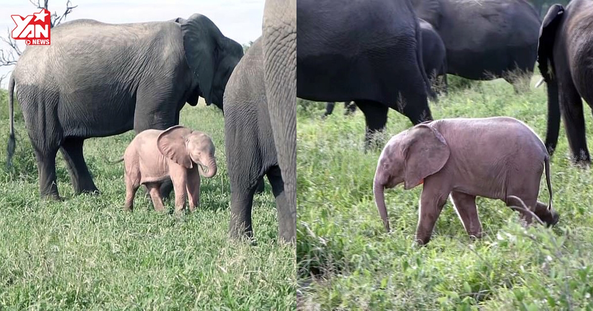 Mắc bệnh lạ, nàng voi con có màu hồng cực quý hiếm giữa bầy voi đen