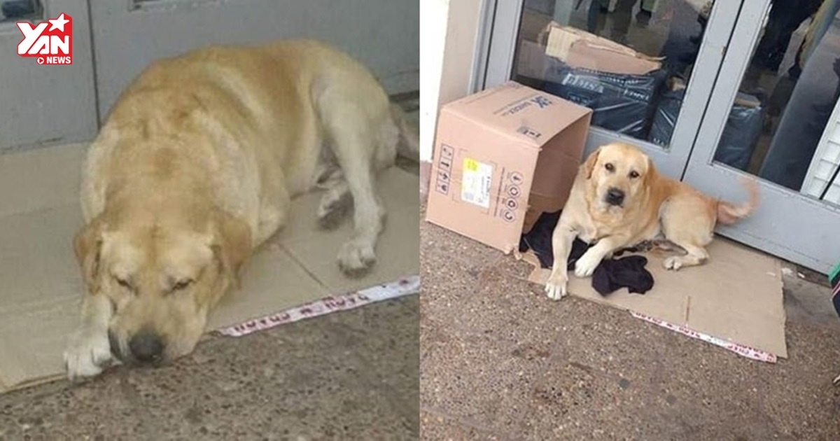 Chủ nhân đã qua đời hơn một tuần nhưng chú chó vẫn kiên quyết nằm đợi trước cửa bệnh viện