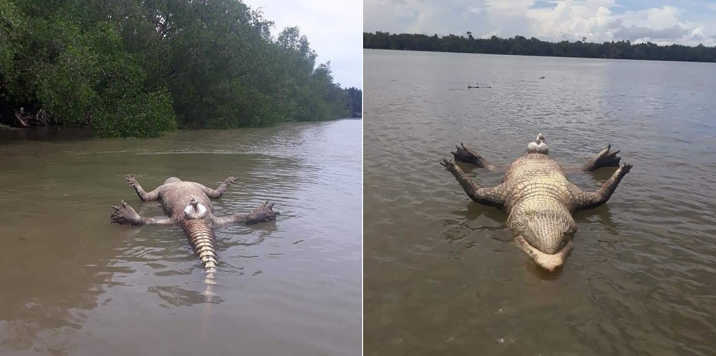 Chú cá sấu chết toi vì "yêu" quá sức, CĐM: "Sướng quá hóa khổ là có thật"