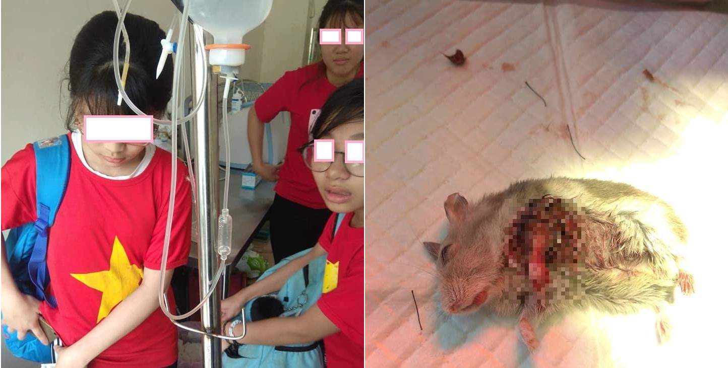 Hamster bị chuột nhà cắt đứt chân, hai cô bé lớp 7 chi hẳn nửa triệu mang thú cưng đi phẫu thuật