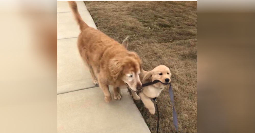 Cảm động câu chuyện Gâu Đần Nhỏ dẫn đường giúp Gâu Đần lớn bị mù được di chuyển an toàn