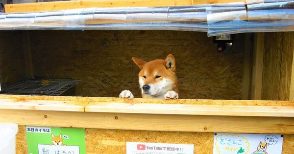 Chú chó shiba quản lý quầy khoai lang nướng ở Nhật khiến 5000 anh em mong mỏi được diện kiến một lần