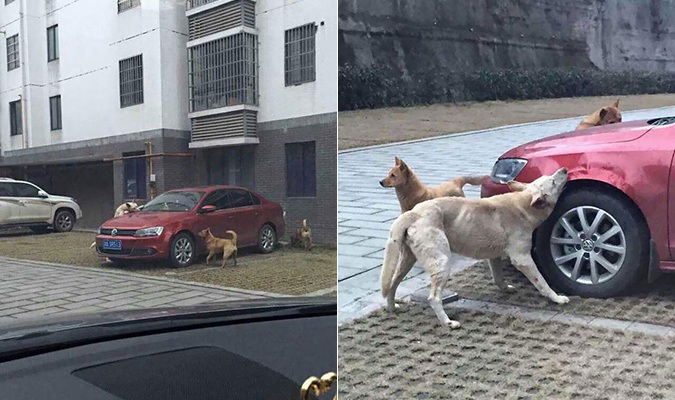 Dám đá chó, hắn gọi cả tổ đội đến cắn nát xe tên đó