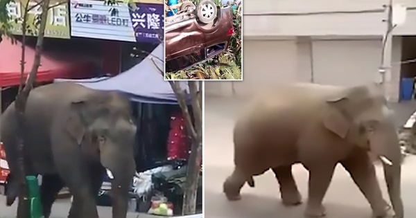 Không tìm được bạn gái, chú voi Trung Quốc điên cuồng phá phách cả con phố