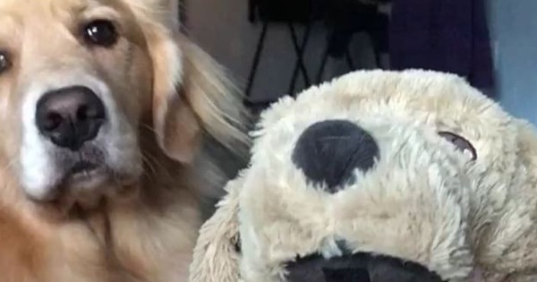 Ai bảo chó không biết ghen? Ghen mạnh là đằng khác!