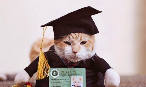 Chú mèo ở Philippines được tổ chức lễ tốt nghiệp đại học