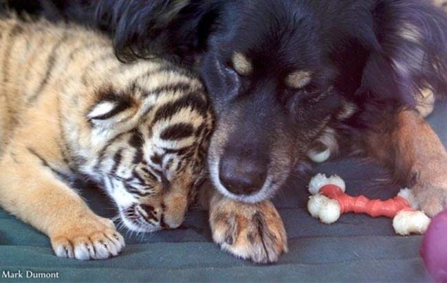 “Người bố quốc dân” là danh xưng của chú chó nhận nuôi tất cả các loại động vật