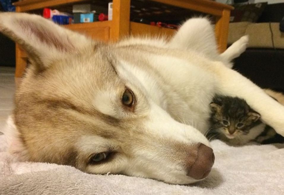 Buồn đời đến bỏ ăn, mèo con được cô chó âu yếm ôm vào lòng an ủi