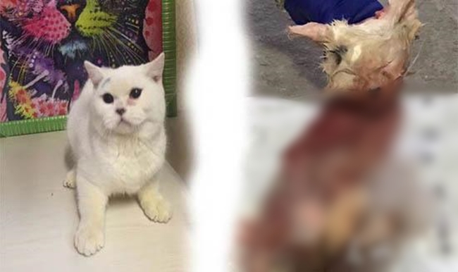 “Đau xót” Dân mạng ném đá người mua thú cưng không có tiền nuôi lột da Mèo trả lại cho bà chủ cửa hàng