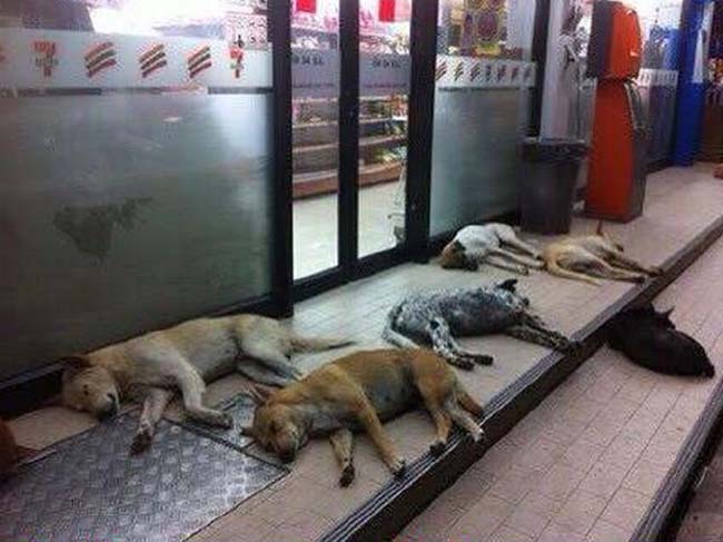 Chó mèo hồn nhiên tụ tập ra siêu thị trong những ngày nắng nóng để…ngủ cho mát