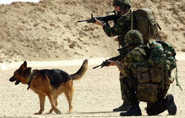 Cách đối xử tàn nhẫn với Chó nghiệp vụ xuất ngũ ở Anh bị người dân phẫn nộ phản đối