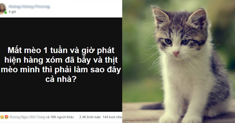 Đau khổ vì bị hàng xóm 'thịt' mất mèo cưng, cô gái được dân mạng bày kế độc, ai nghe xong cũng ám ảnh